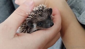 Kúpim mláďatko ježka