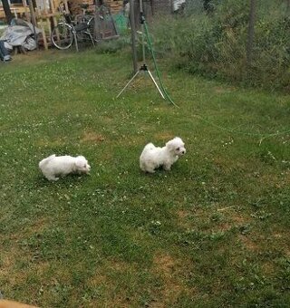 Predám šteniatko maltezáka