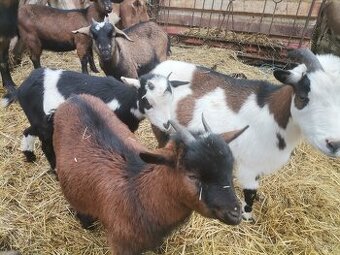 Holandské a kamerúnske mini kozičky