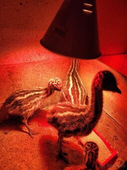 Emu