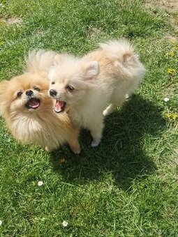 Pomeranian