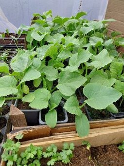 Predám planty rôzne druhy