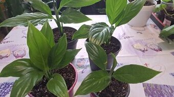 Spathiphyllum Wallisii Regel