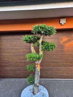 Predám Olivovník bonsai