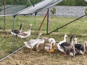 Predám húsatá husi Cholmogorskej