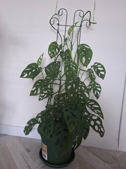 Monstera adansonii