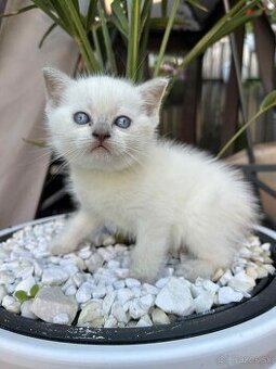 Ragdoll blue