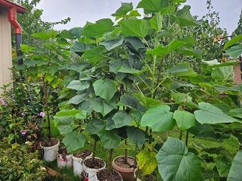 🌳 Predám 2-3-ročné stromy Paulownia plstnatá – ideálny čas