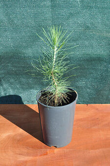 Borovica Coulterova - Pinus coulteri - sadenice