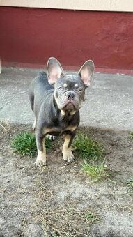 Francúzsky buldoček,buldog,bulldog krásne šteniatka