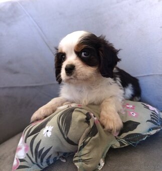 Cavalier king charles spaniel