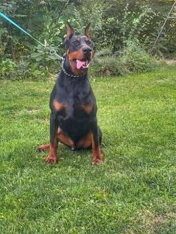 Dobermann