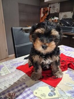 Yorkschirsky terier