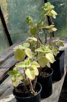 nádchovník - rýmovník - rastliny