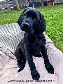 Tosa inu - nádherný pejsek vzácné černé barvy s PP - 1