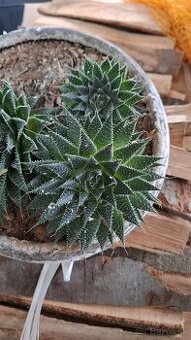 Aloe aristata