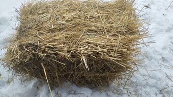 Predám slamu v malých hranatých balikoch