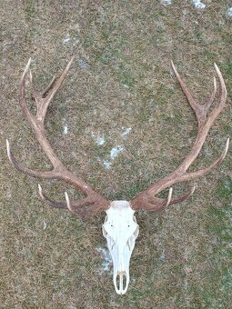 Trofej trofeje parohy parožie zhody..