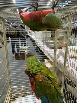 Ara Militaris x choroptera