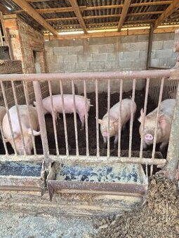 Predam jatocne osipane