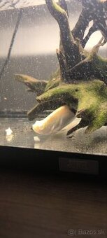 Chitala albino