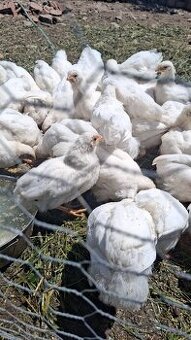 Plymutka biela