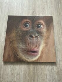 Predám 3D obraz Malý orangután - 1