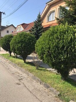 Guľaté tuje - Smaragd