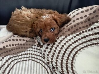 Cavapoo Maltipoo