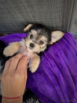 Yorkshire Terrier