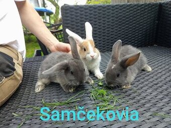 Predám zakrslé králiky