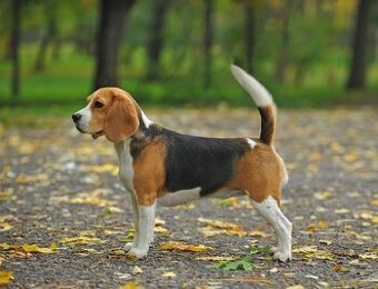 BIGL-BEAGLE - KUPIM.