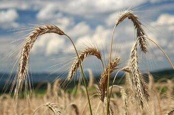 Kúpim jačmeň, pšenicu, tritikale a kukuricu