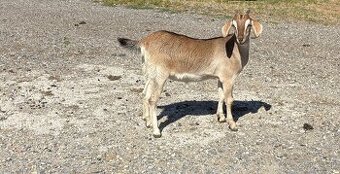 Anglonubijská kozička