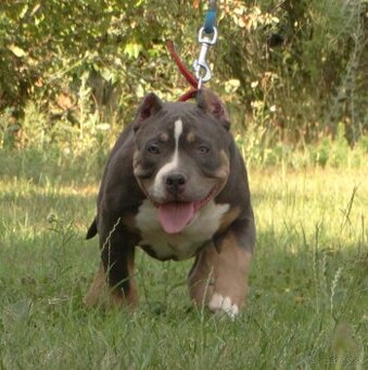 AMERICAN BULLY