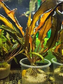 Predám cryptocoryne