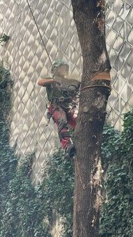 Orezy a výrub stromov