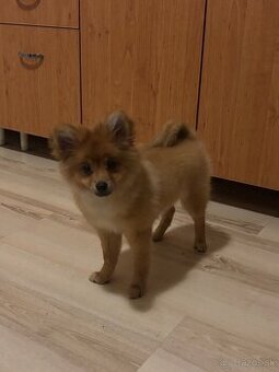 Pomeranian