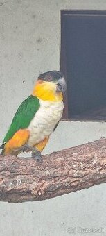 Amazonik ciernotemenny