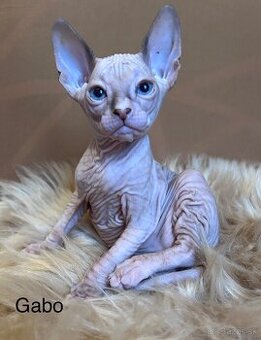 Don Sphynx PP