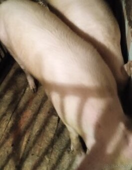 Jatočná ošípaná