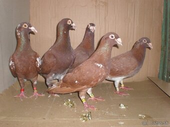 Predám poštové holuby Meulemans
