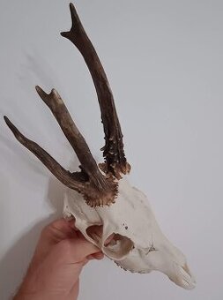 Trofej trofeje parohy parožie zhody.....