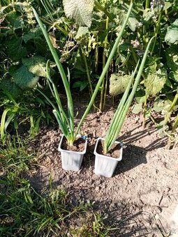 Kráčajúca poschodová cibuľa