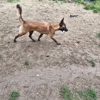 Darujem psa Malinois  Belgicky  ovčiak /fena
