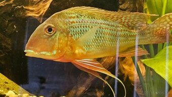 Geophagus