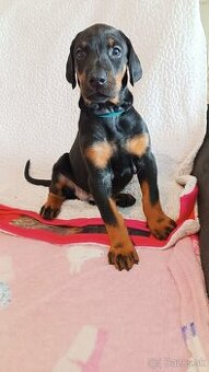 Doberman - krásná fenka s FCI PP