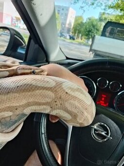 Pyton regius banana