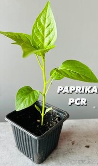 Priesady paprika
