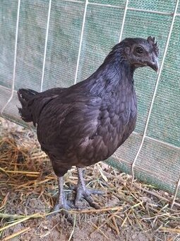 Ayam cemani - mladé kohuty